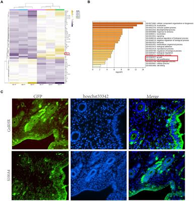 GnRH-mediated suppression of S100A4 expression inhibits endometrial epithelial cell proliferation in sheep via GNAI2/MAPK signaling